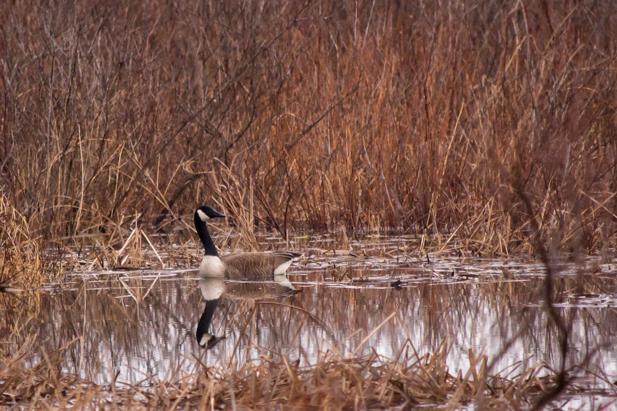 Canada Goose - ML54201831