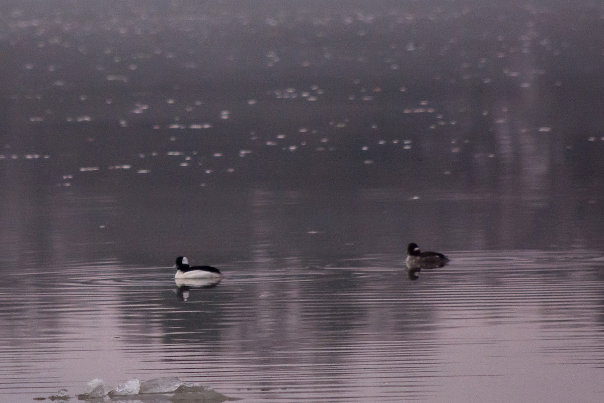 Bufflehead - ML54201851