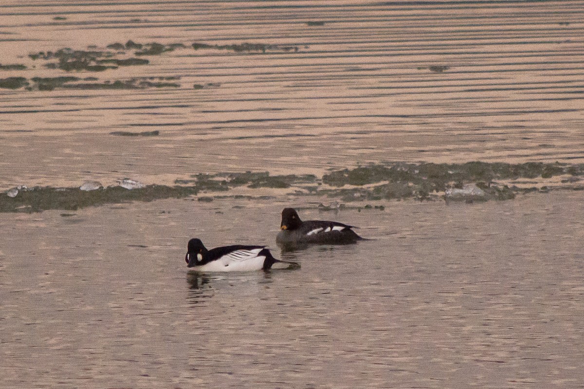 Common Goldeneye - ML54201861