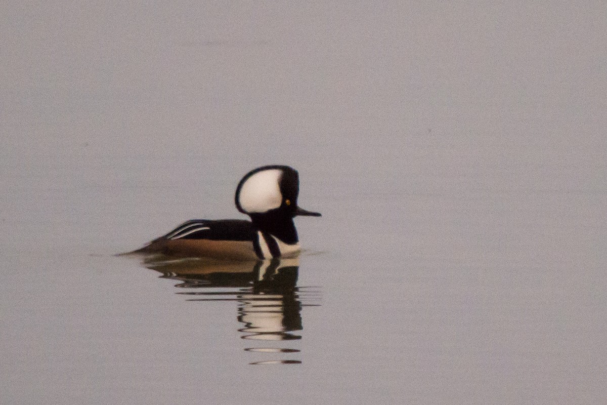 Hooded Merganser - ML54201881