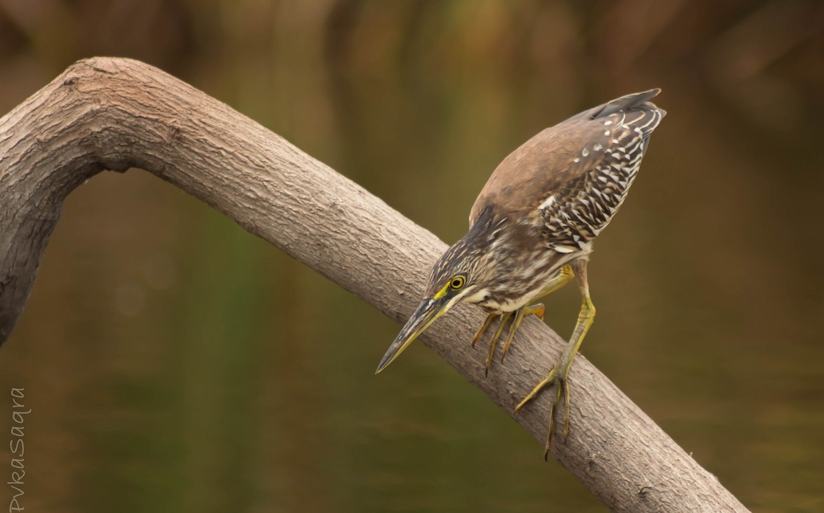 Striated Heron - Carlos Chaparro