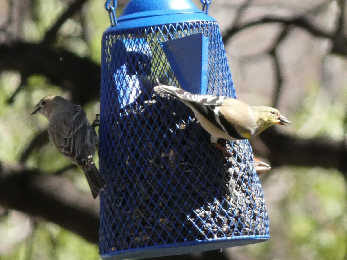 American Goldfinch - ML542020401