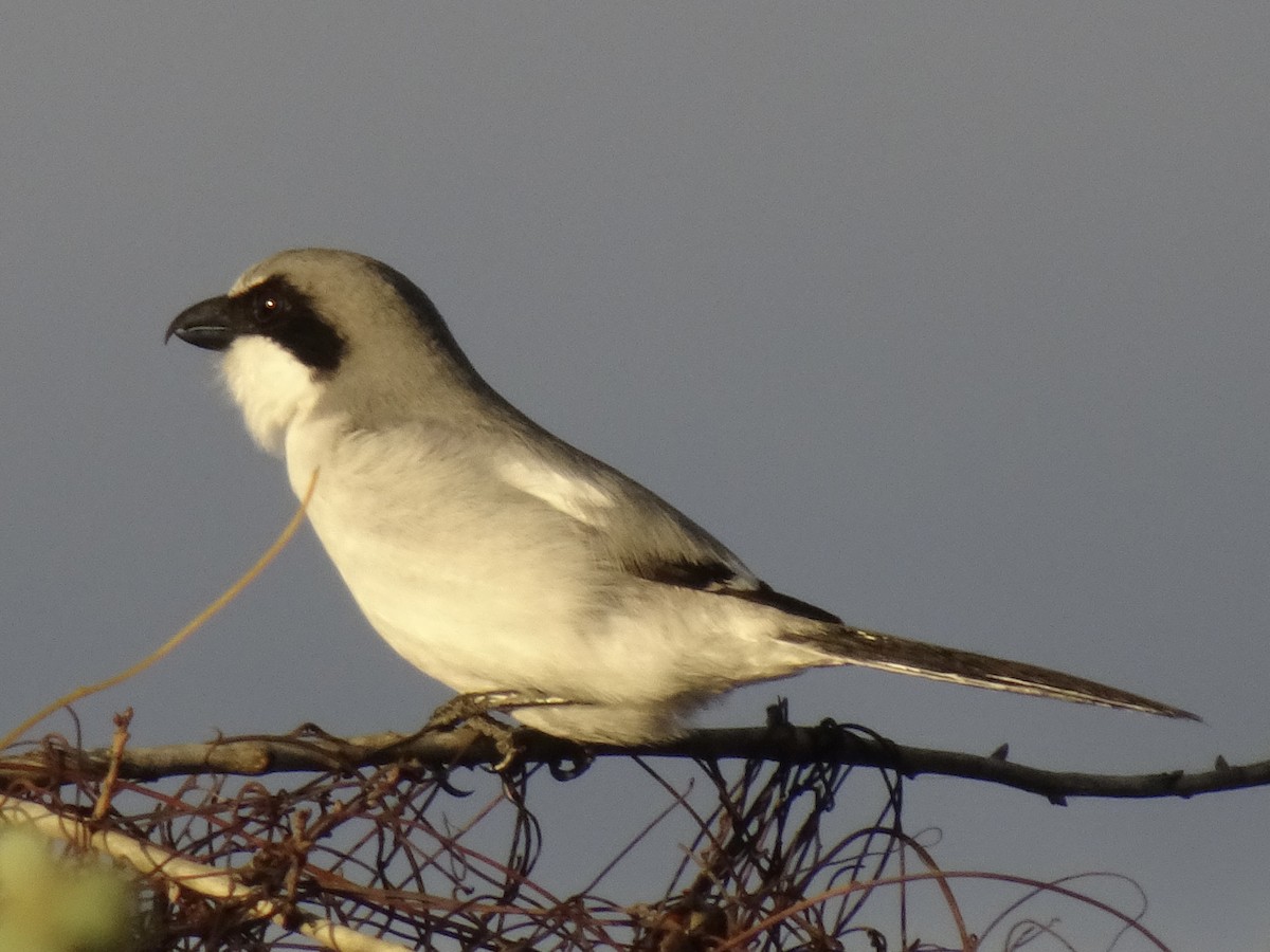 Loggerhead Shrike - Randy Coons