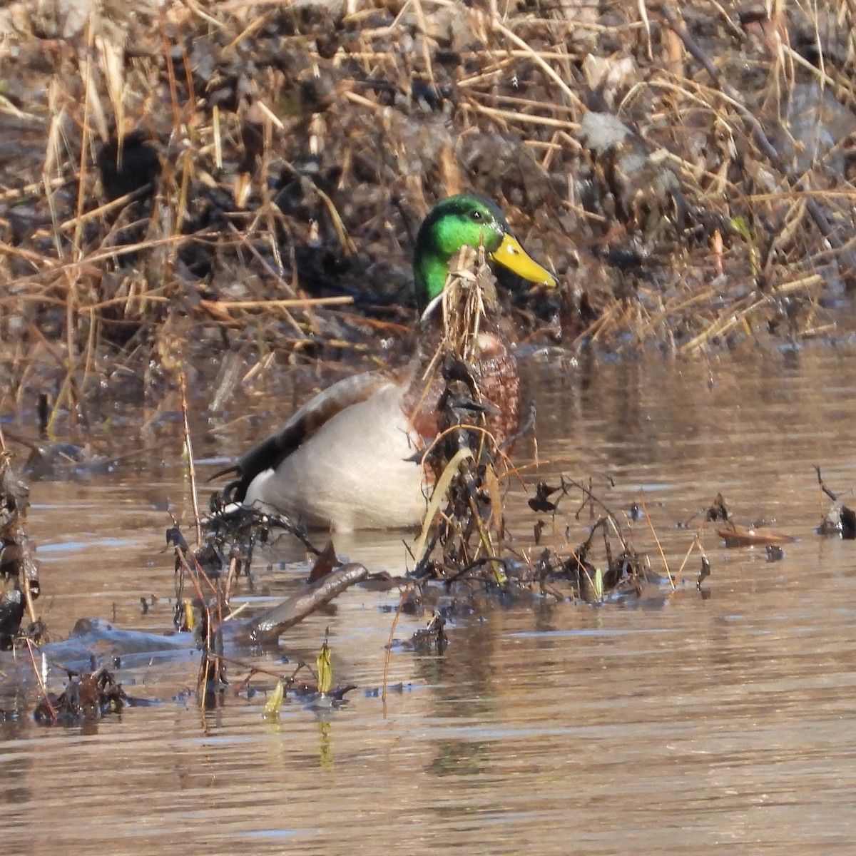 Mallard - ML542021361