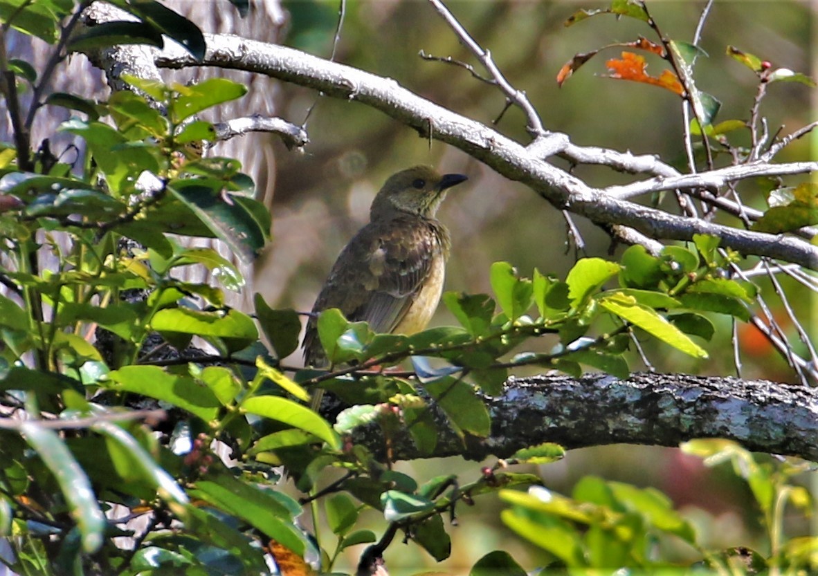 Yellow-breasted Bowerbird - ML542021981