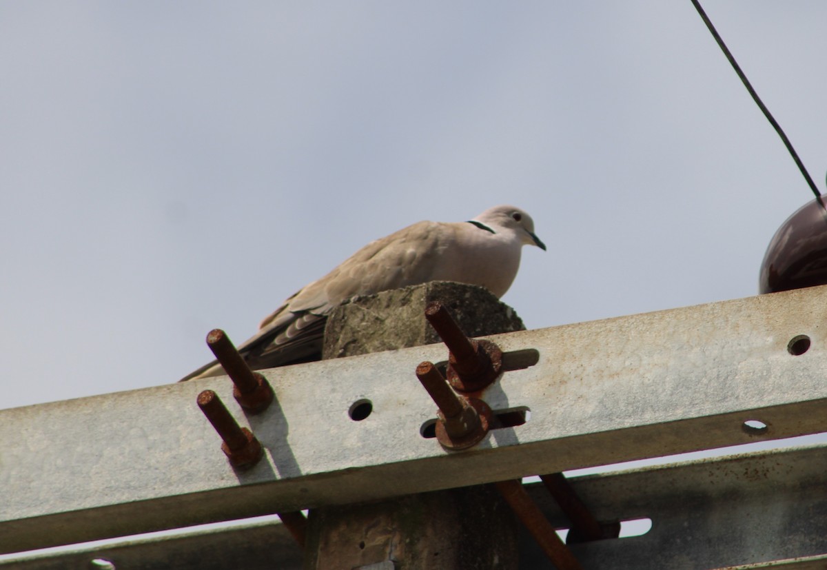 Eurasian Collared-Dove - ML542022071