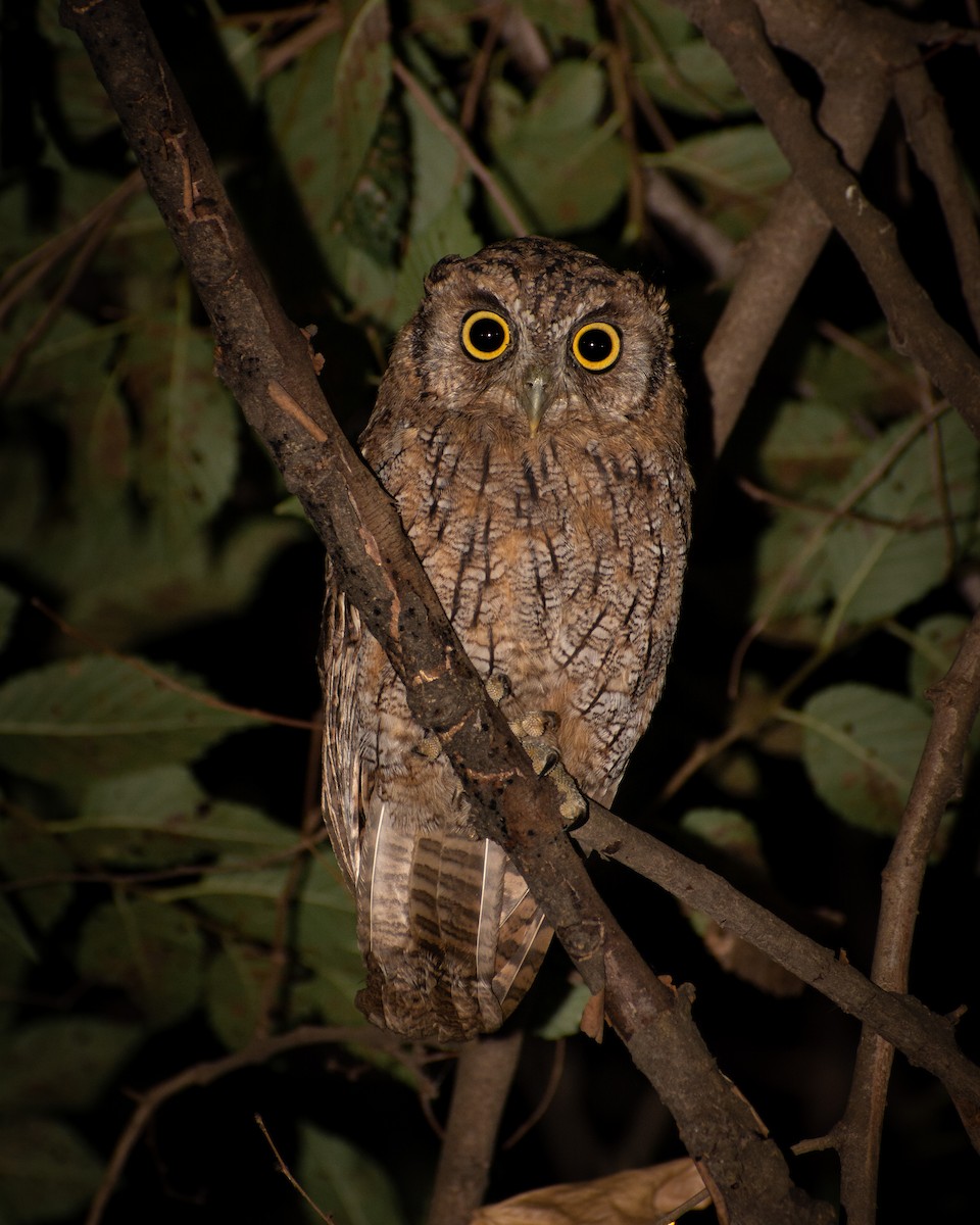 Tropical Screech-Owl - ML542022711