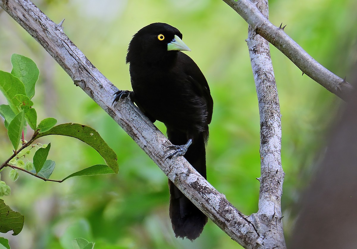 Yellow-billed Cacique - ML542023091