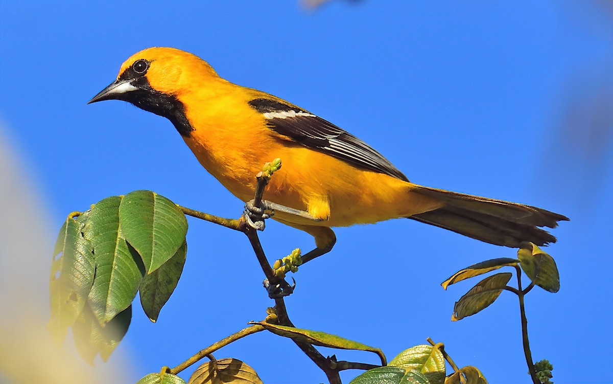 Orange Oriole - Ad Konings