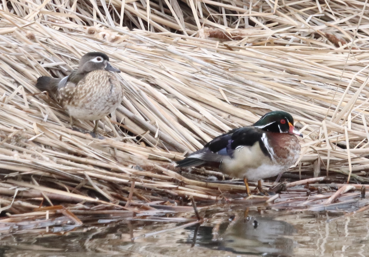 Wood Duck - ML542024881