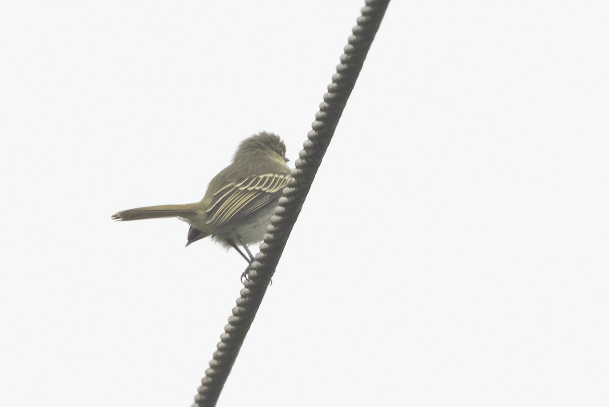 ペルーキマユコタイランチョウ（flavidifrons） - ML542025631