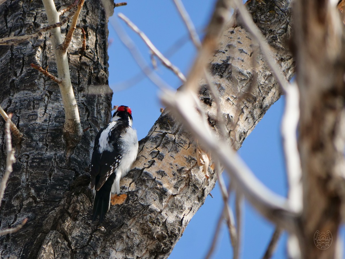 Hairy Woodpecker - ML542025851