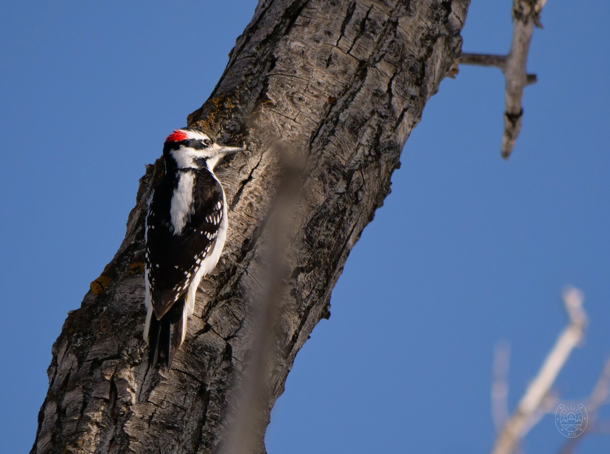 Hairy Woodpecker - ML542025911
