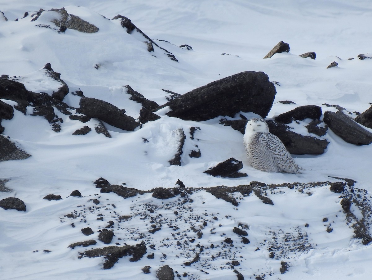 Snowy Owl - ML542026381