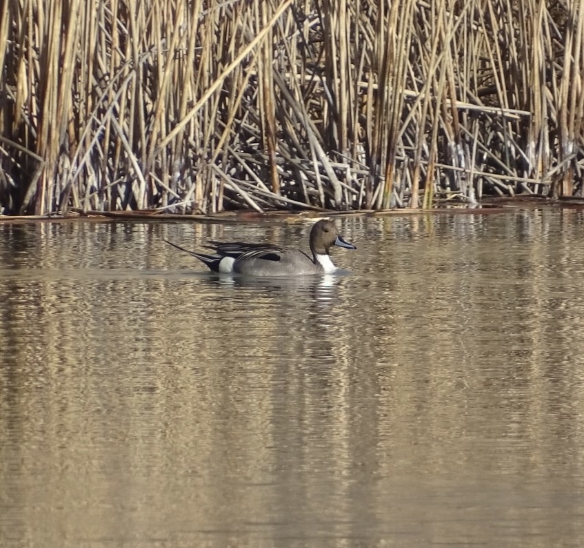 Northern Pintail - Robert Solomon