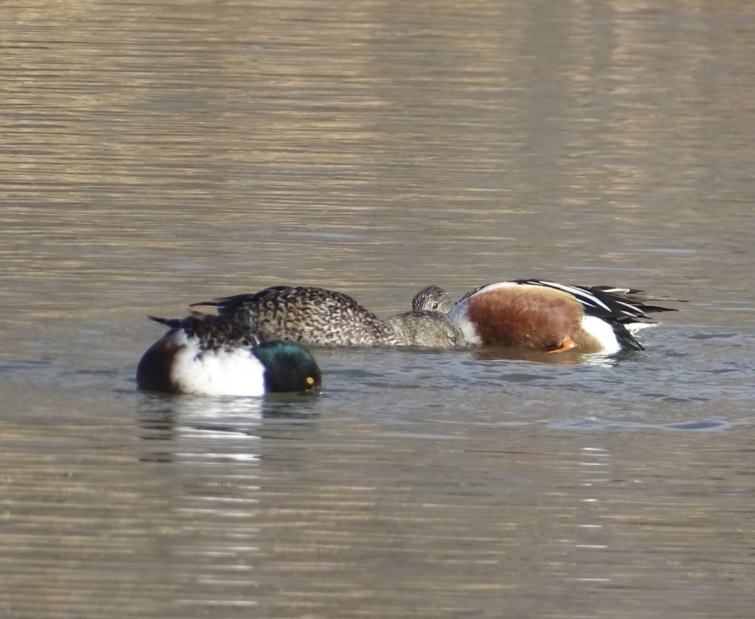 Northern Shoveler - ML542027081