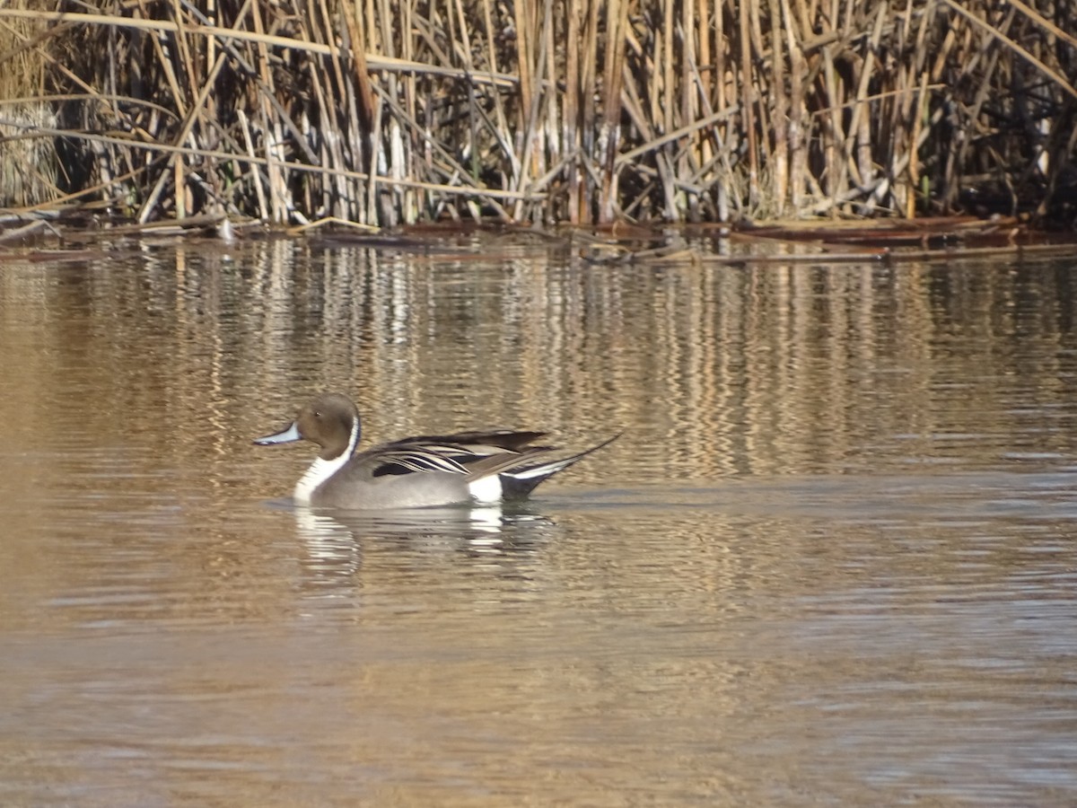 Northern Pintail - ML542027381