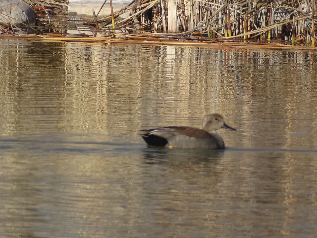 Gadwall - ML542027661