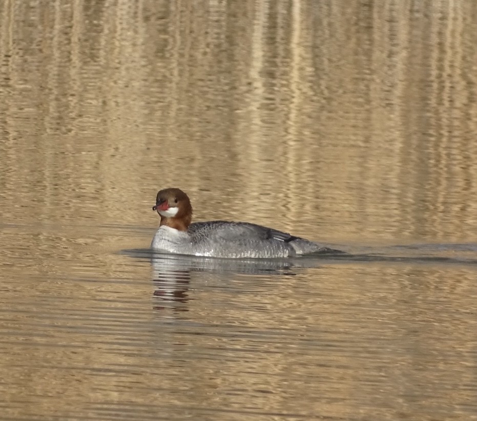 Gänsesäger - ML542028091