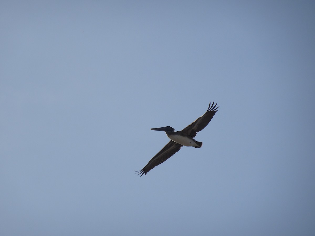 Brown Pelican - ML542028221