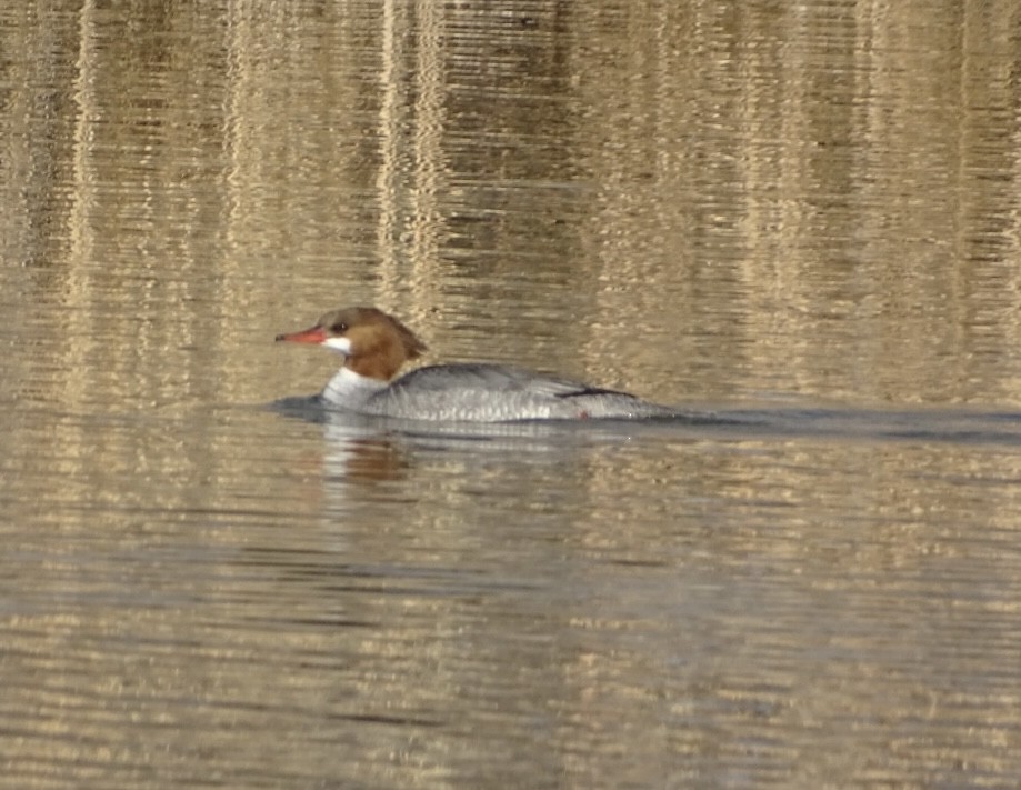 Common Merganser - Robert Solomon