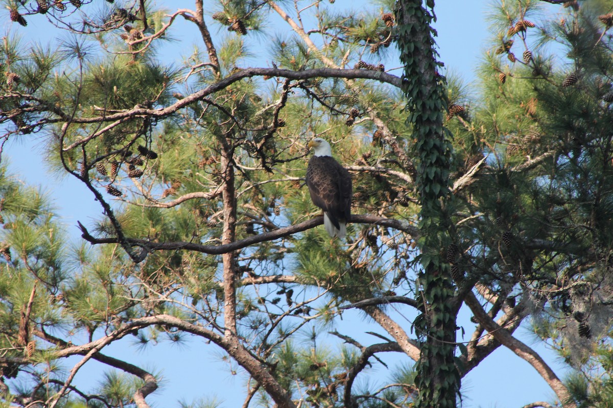 Bald Eagle - ML54202841