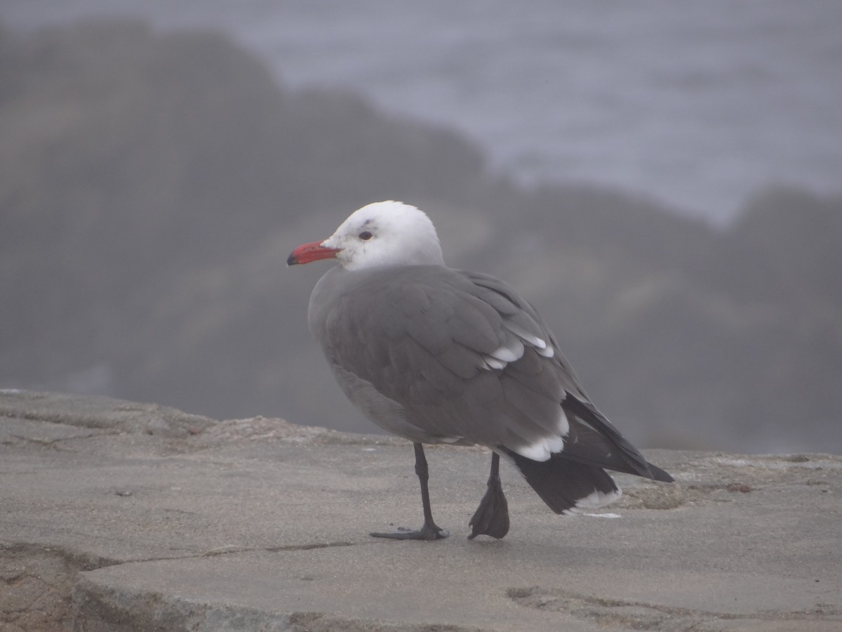 Gaviota Mexicana - ML542028541