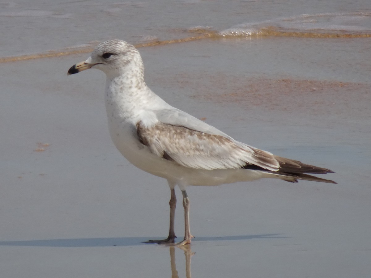 Ring-billed Gull - ML542028601