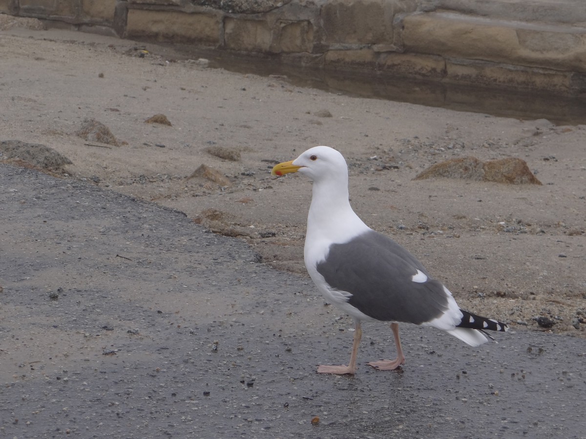 Goéland d'Audubon - ML542028971