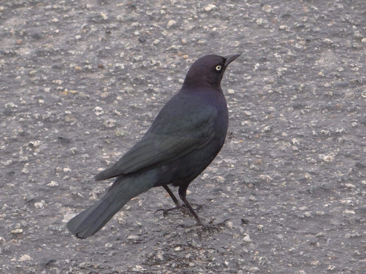 Brewer's Blackbird - ML542029031