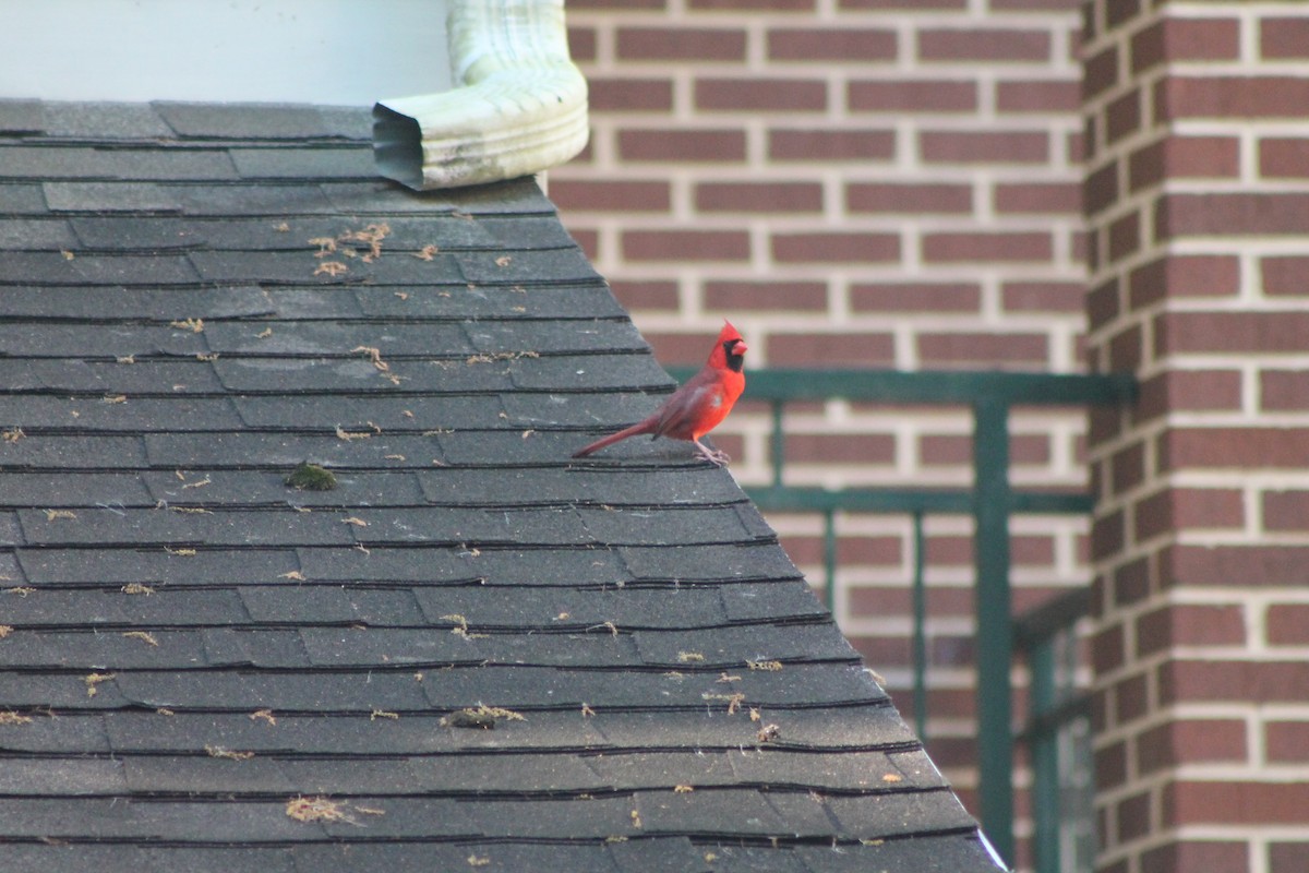 Northern Cardinal - ML54202911
