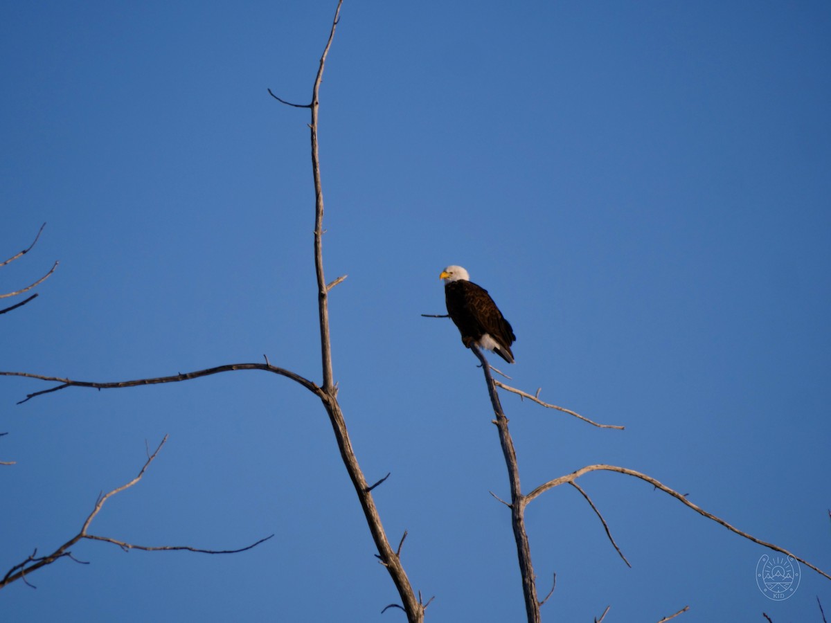 Weißkopf-Seeadler - ML542029151