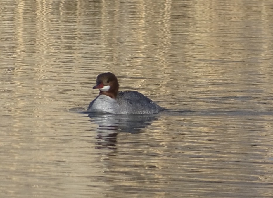 Common Merganser - Robert Solomon