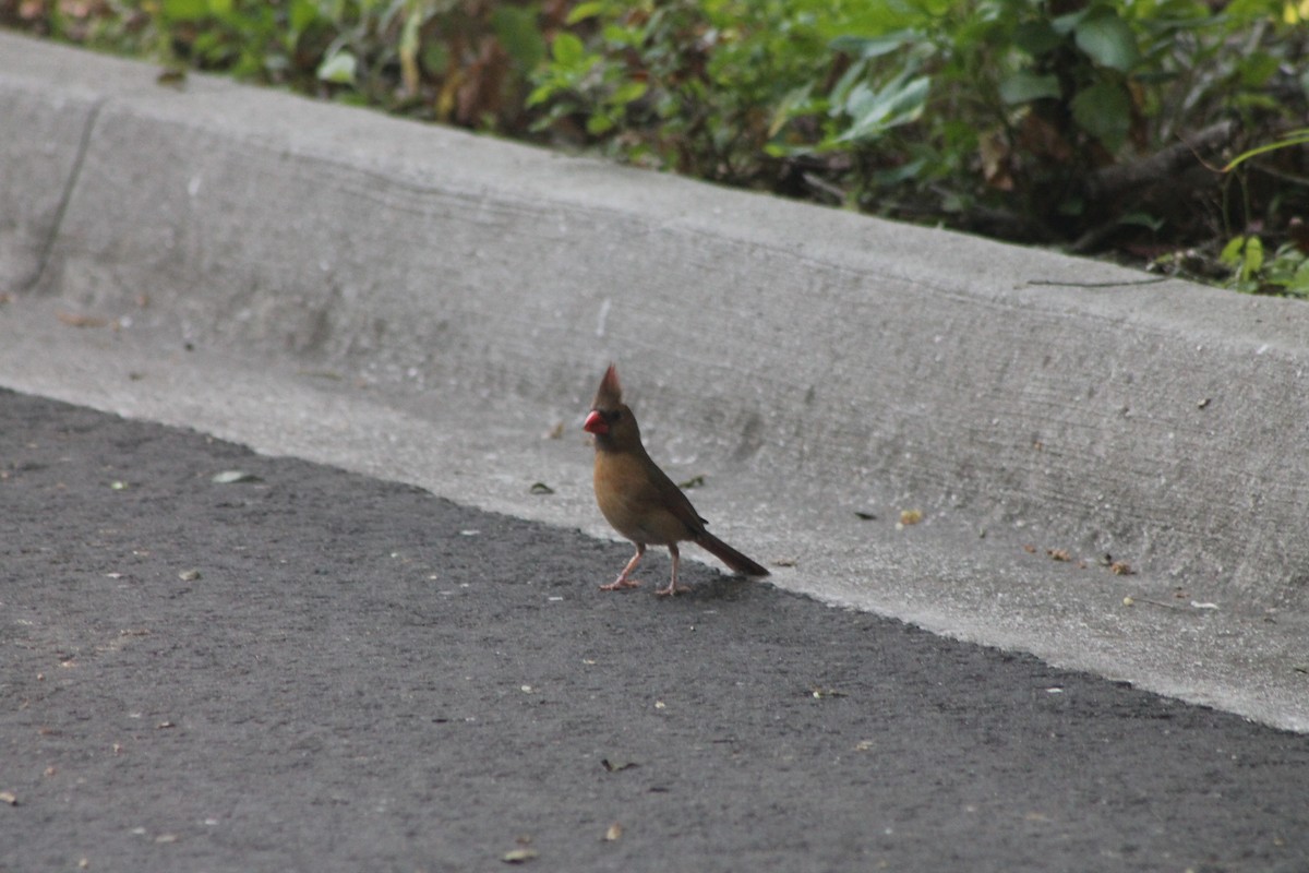 Northern Cardinal - ML54202921