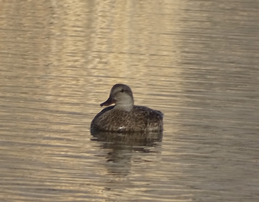 Gadwall - Robert Solomon