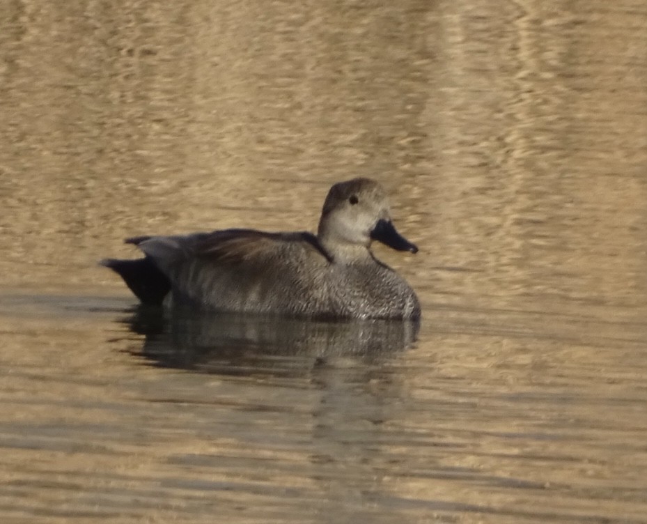 Gadwall - ML542029251