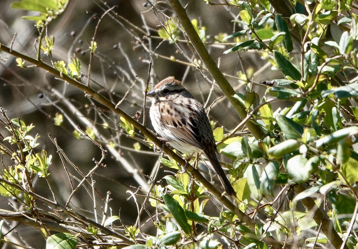 Song Sparrow - ML542029861