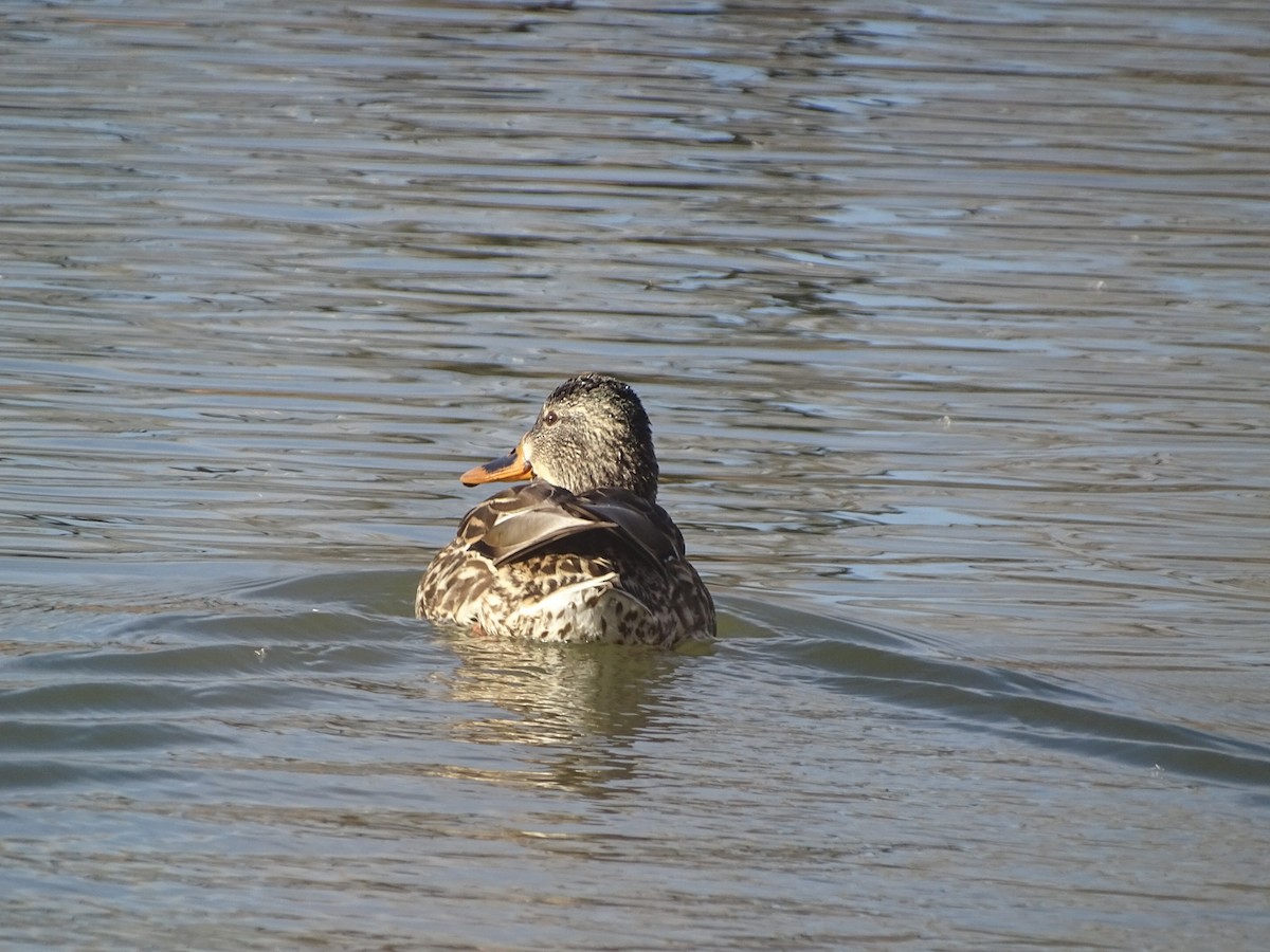 Green-winged Teal - ML542029911