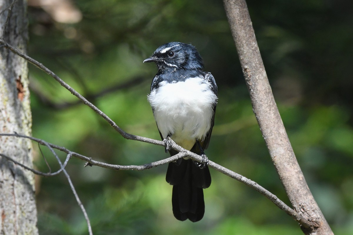 Willie-wagtail - ML542030231
