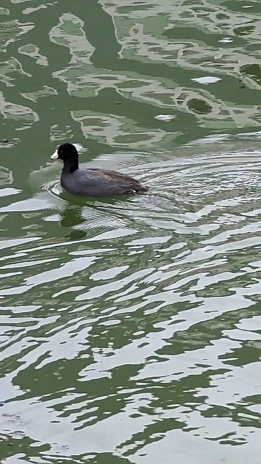 American Coot - ML542031571