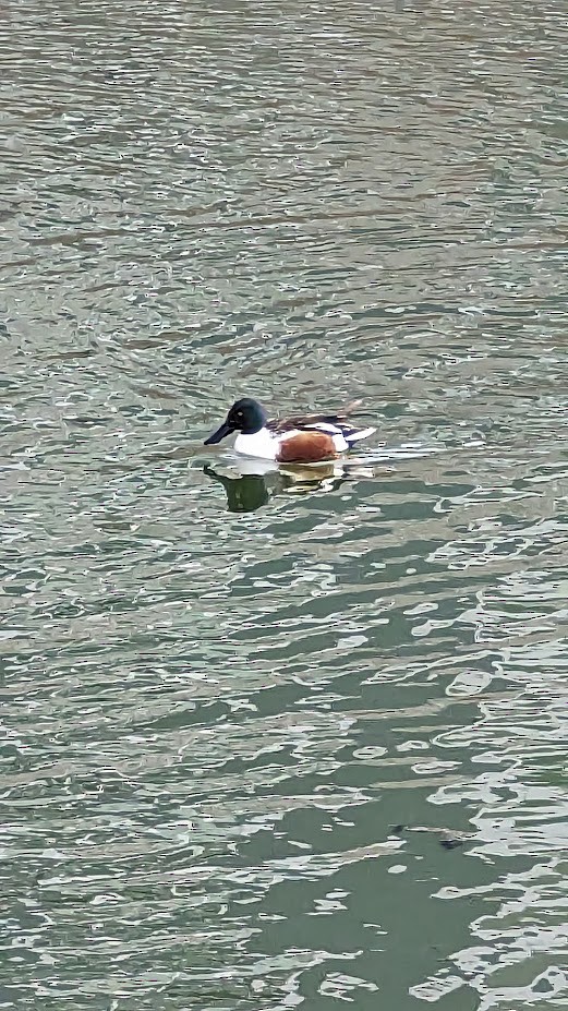 Northern Shoveler - ML542031751