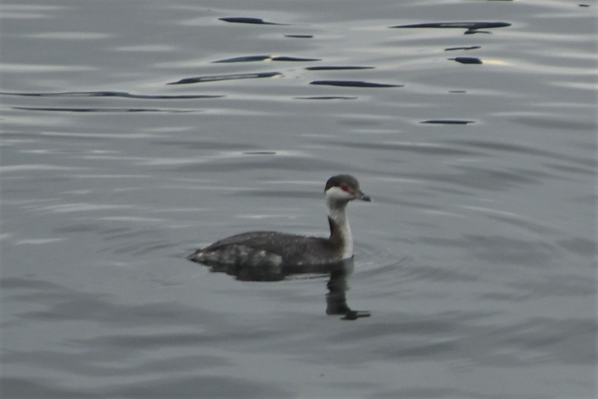 Horned Grebe - ML542031801