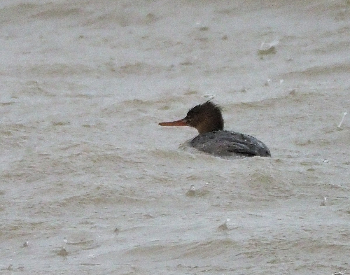 Red-breasted Merganser - Aidan Brubaker