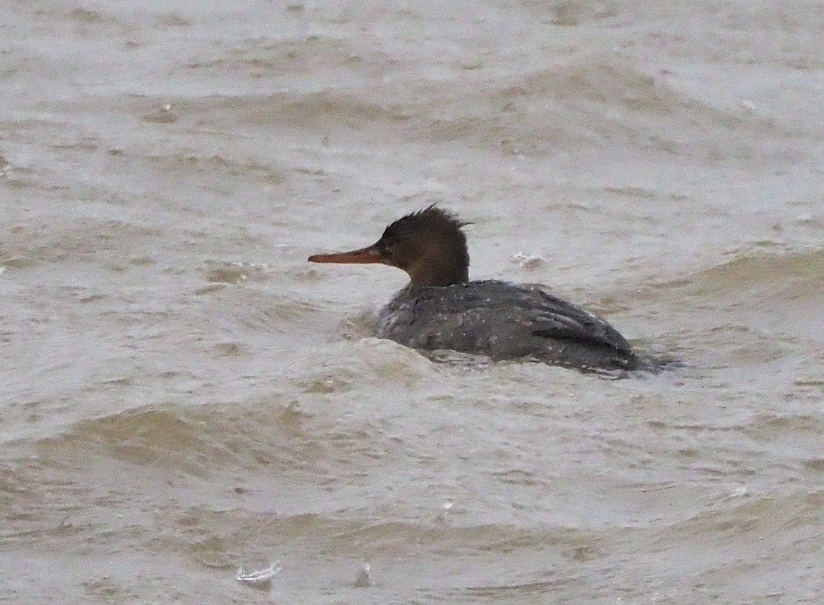 Red-breasted Merganser - ML542031941