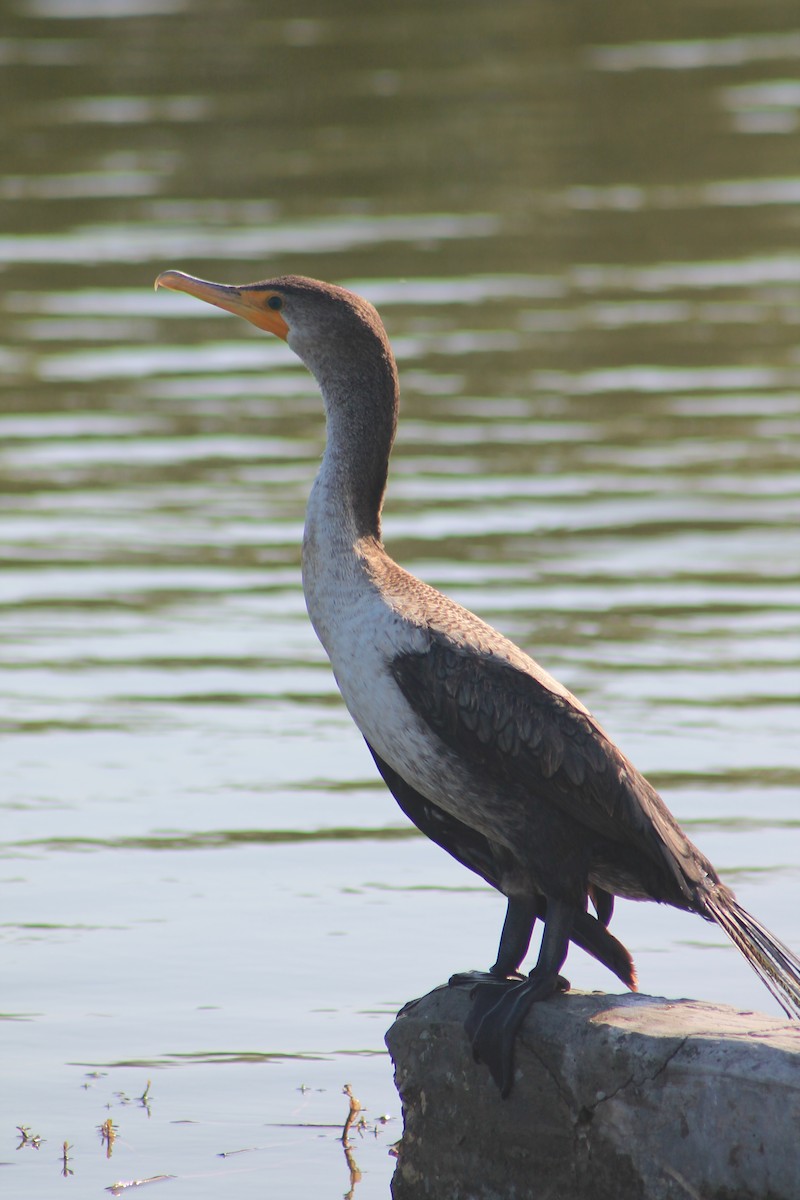 Double-crested Cormorant - ML54203211