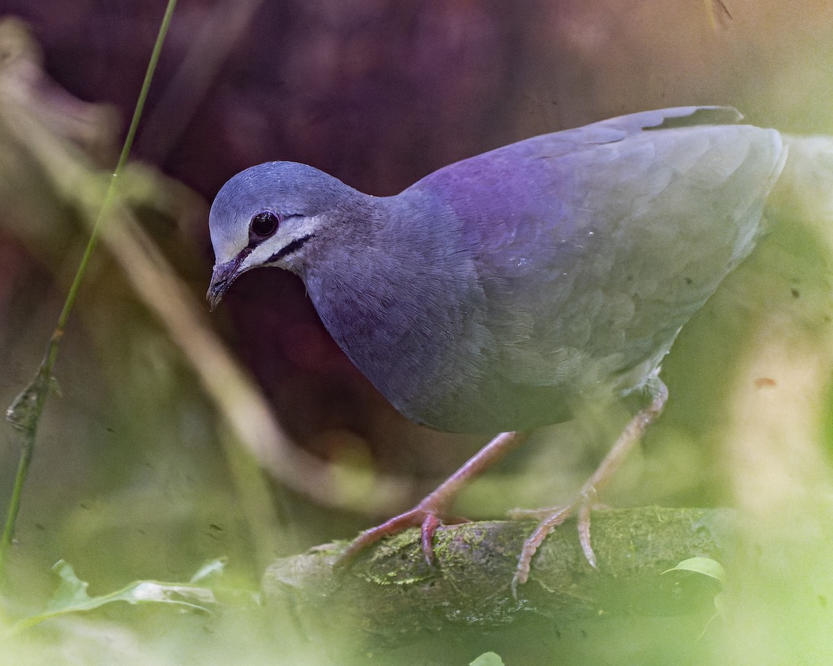 Purplish-backed Quail-Dove - ML542032121