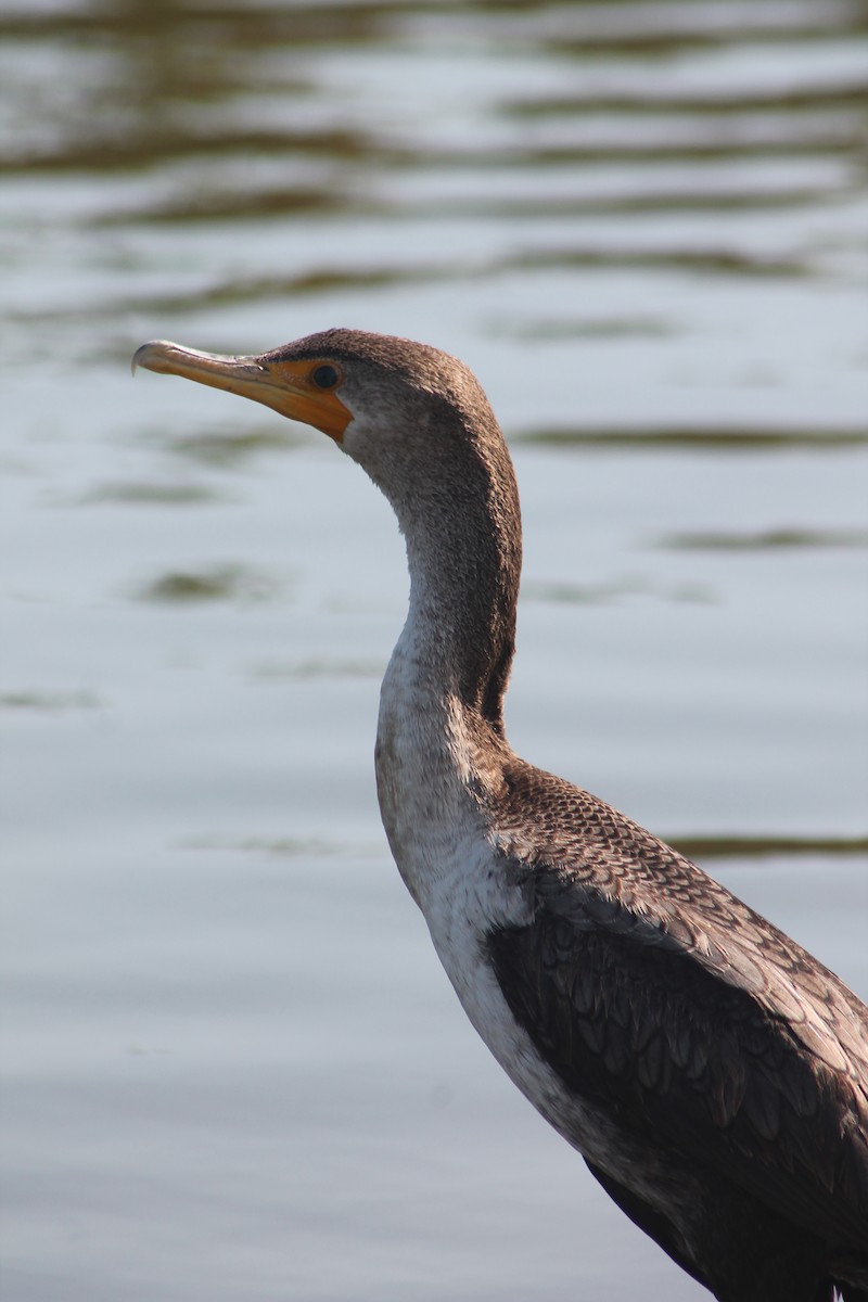 Double-crested Cormorant - ML54203221