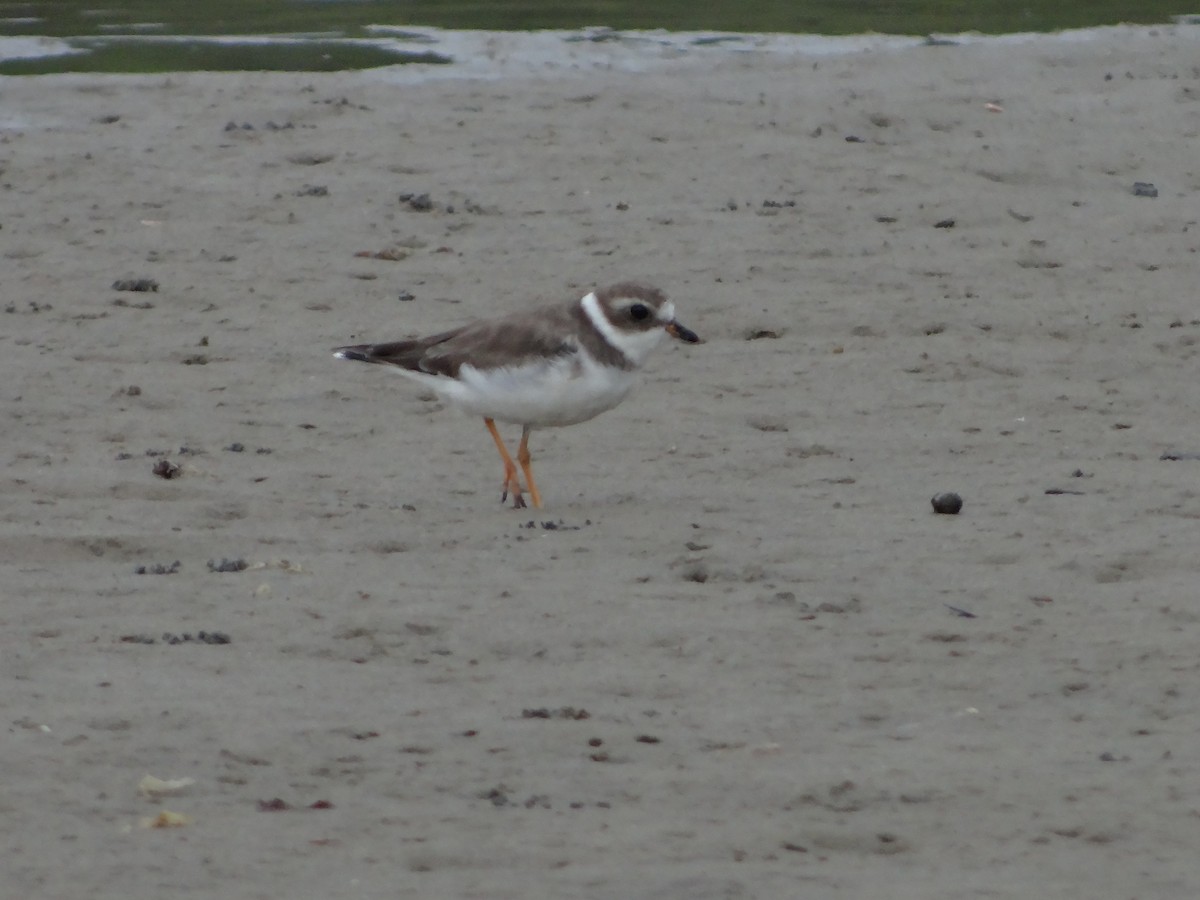 Semipalmated Plover - Almir Maia