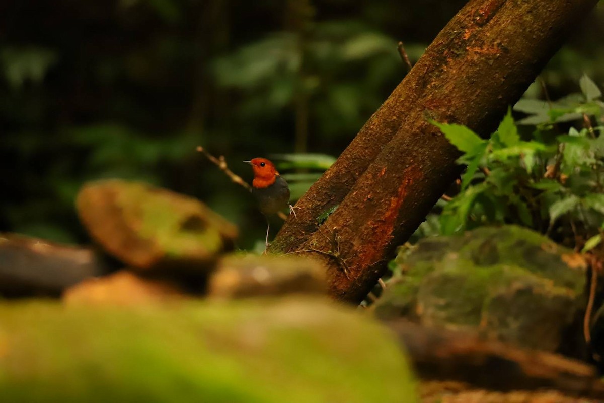 Japanese Robin - ML542032711