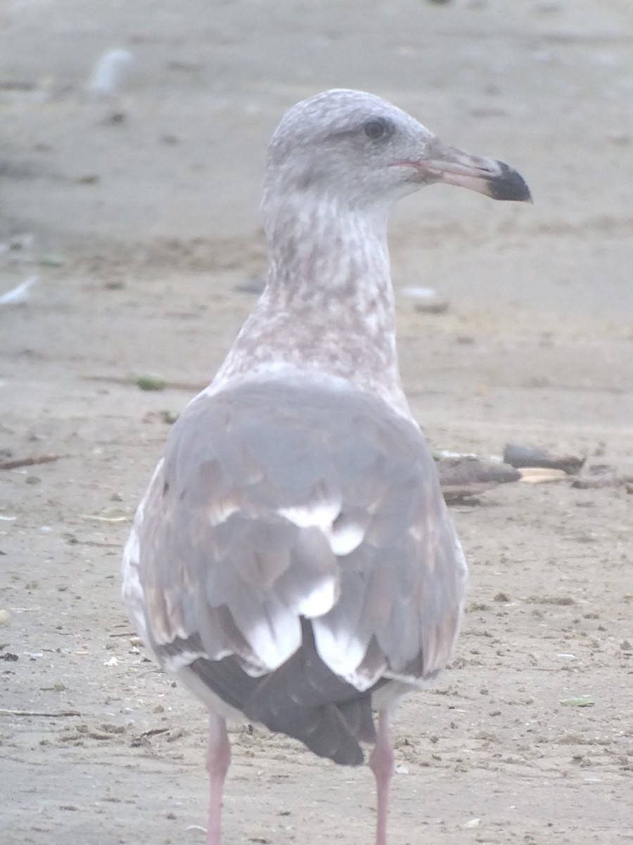 Western Gull - ML542032851